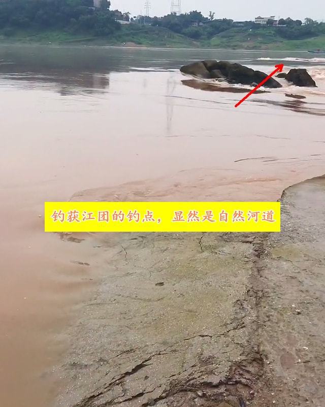 重巨型江团体型堪比小猪崽网友：你要遭尊龙凯时新版APP重庆男子钓到8斤(图2)