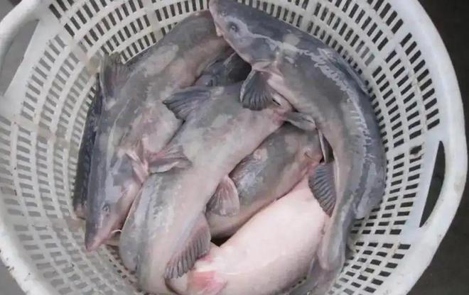 重巨型江团体型堪比小猪崽网友：你要遭尊龙凯时新版APP重庆男子钓到8斤(图8)