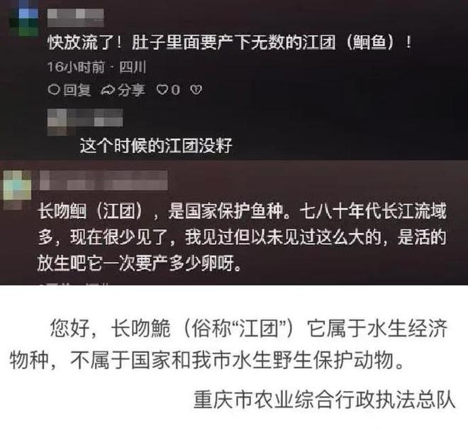 重巨型江团体型堪比小猪崽网友：你要遭尊龙凯时新版APP重庆男子钓到8斤(图7)